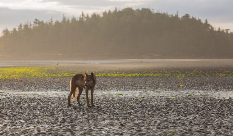Young coastal wolf photographed in on beach in Great Bear Rainforest. Join us for a sea wolf tour.