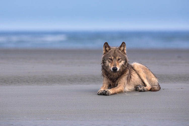 Coastal wolf lying on the sand with ocean in the background
