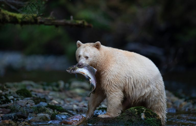 Spirit Bear with a pink salmon in the Great Bear Rainforest.