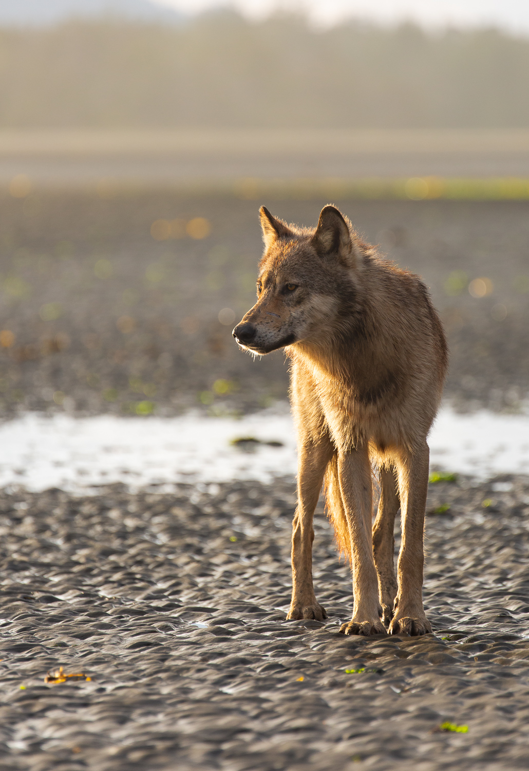 A young sea wolf standing on sand  in the Great Bear Rainforest during a one of our sea wolf tours.