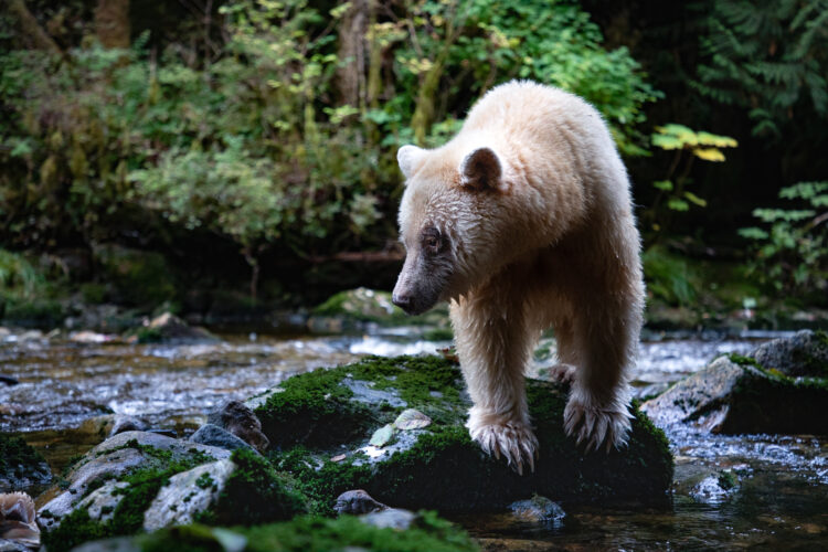 A spirit bear standing on a mossy rock at the edge of a stream in the great bear rainforest.