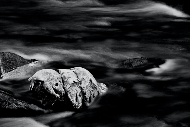 Salmon are for the birds