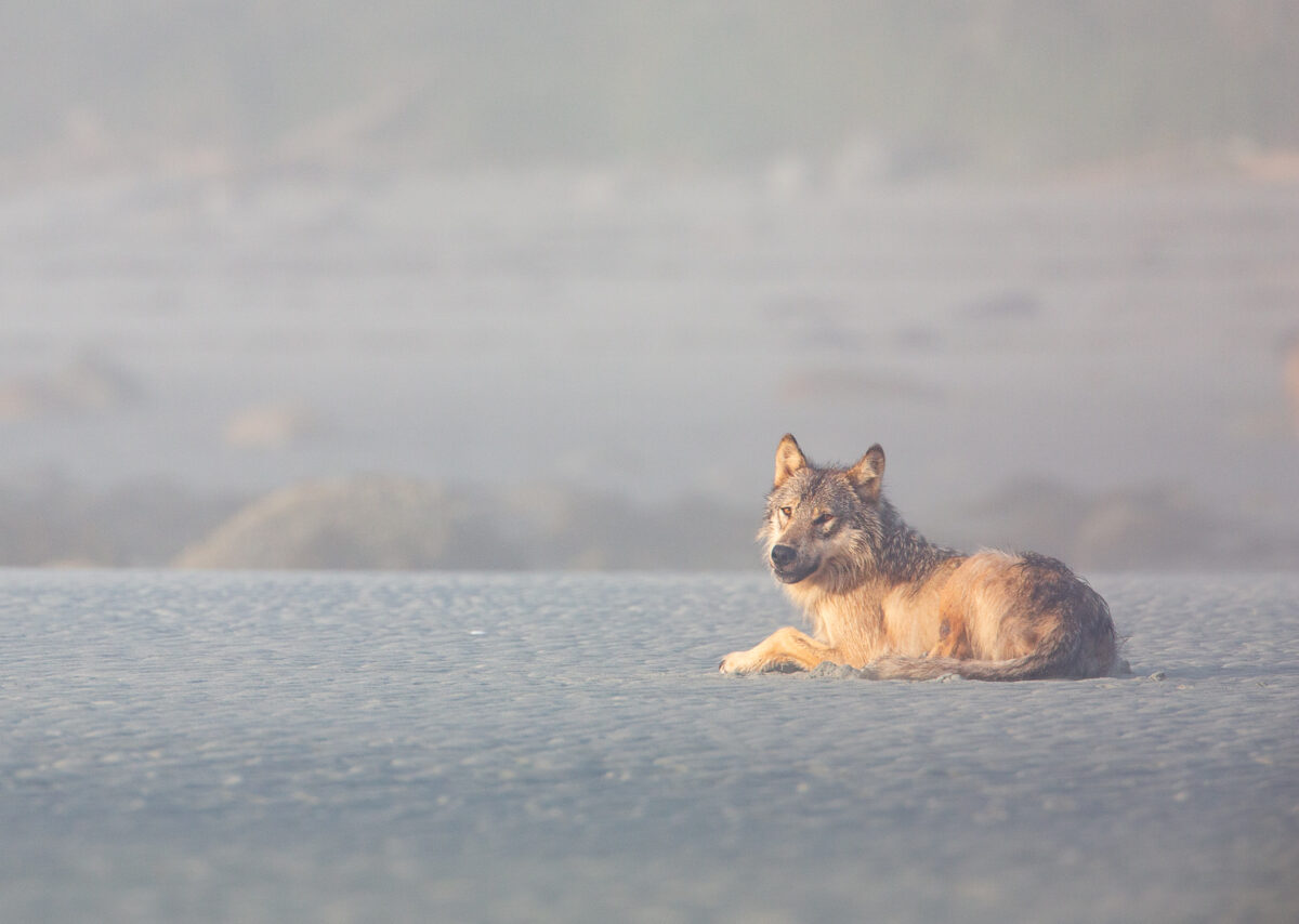 Sea Wolf lying on a beach in the Great Bear Rainforest. Photo taken during a coastal wolf tour.