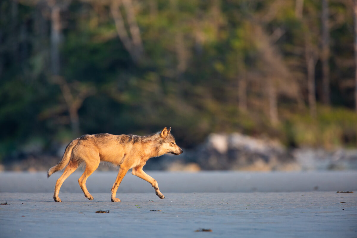 Coastal wolf photo captured on a beach during a sea wolf adventure in the Great Bear Rainforest.