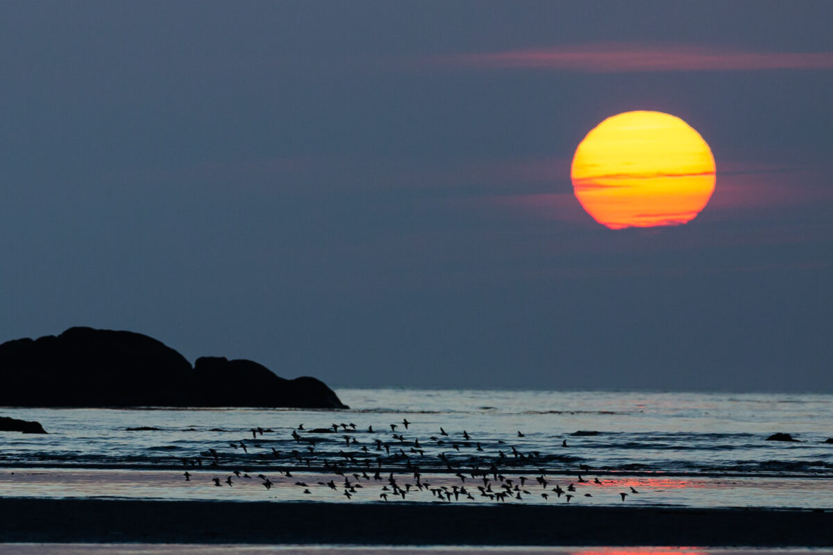 shorebirds flying by setting sun in the Great Bear Rainforest