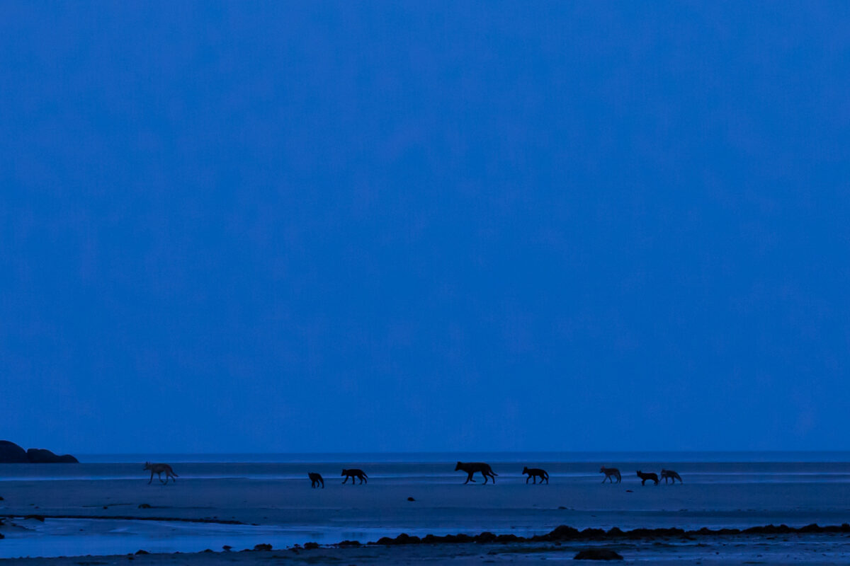 A n entire pack of sea wolves on a beach at dusk in the Great Bear Rainforest. Join us for a sea wolf tour