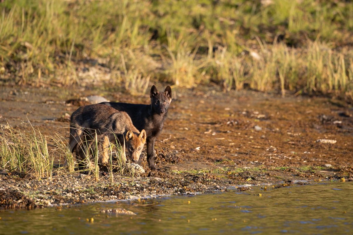 A black and a grey wolf pup photographed by a creek during a coastal wolf tour.
