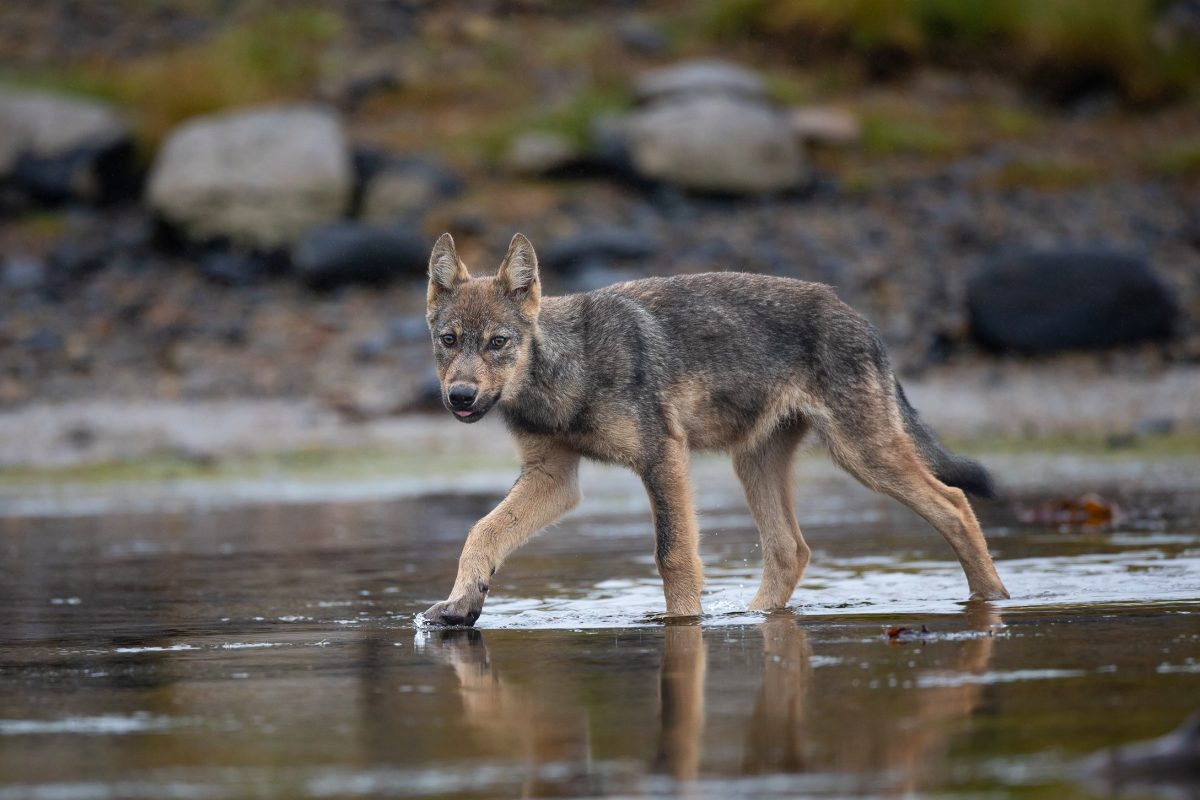 A coastal wolf pup crossing a stream in the Great Bear Rainforest