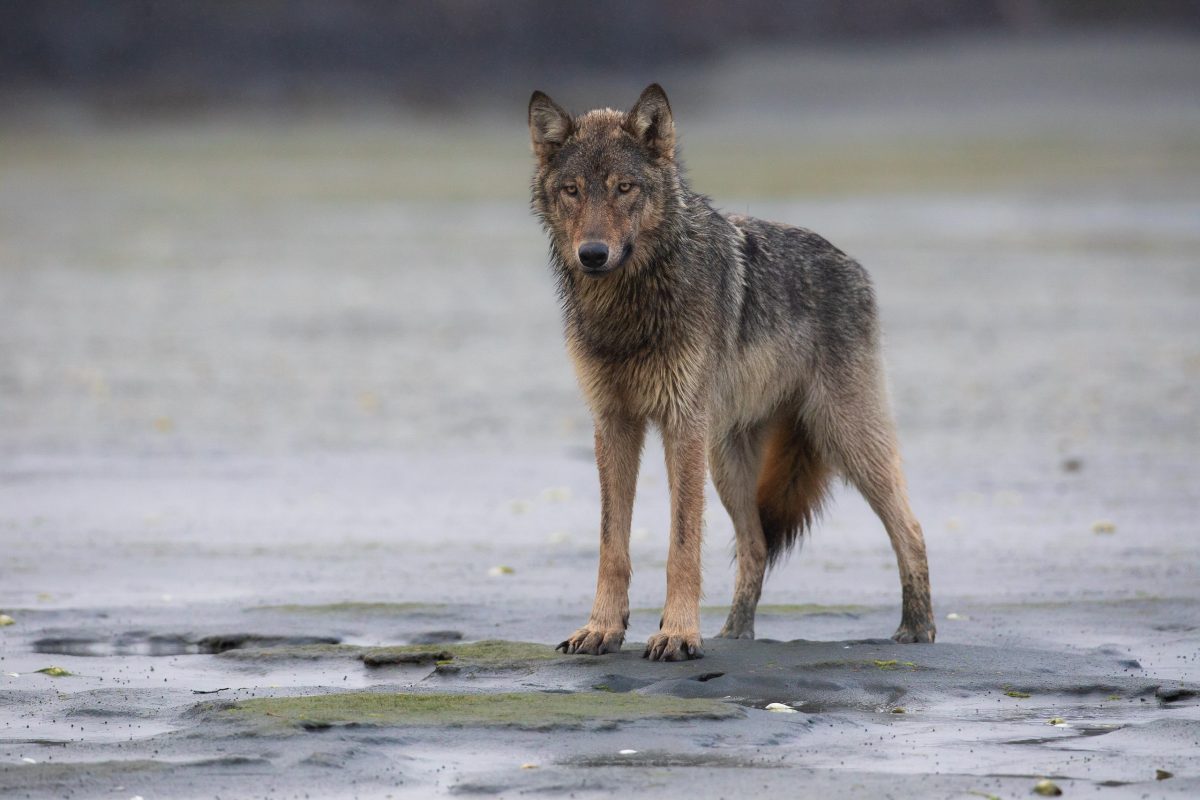 A coastal wolf standing on a sandy beach on an overcast day by the ocean.
