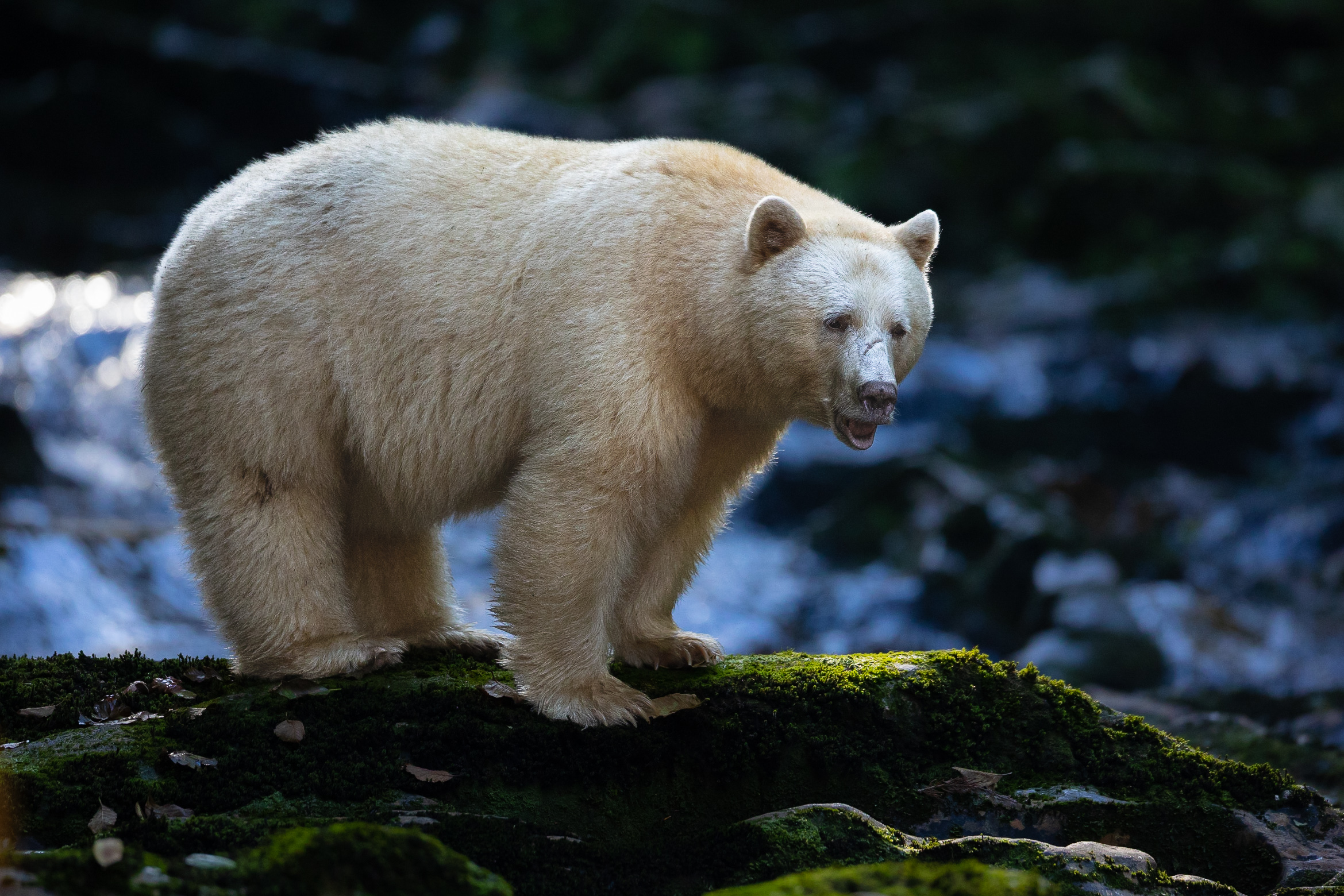 Warrior the spirit bear photographed during a spirit bear tour in the Great Bear Rainforest