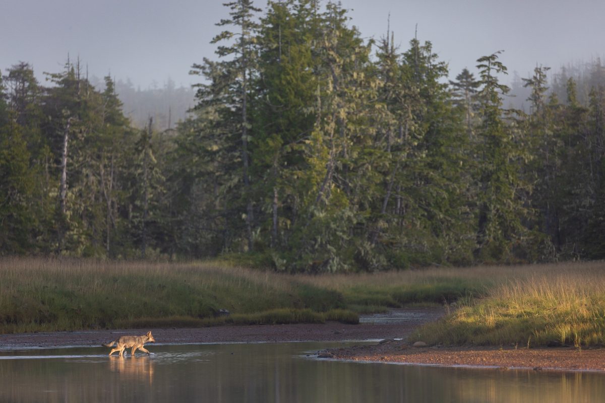 A coastal wolf pup crossing stream in Great Bear Rainforest.
