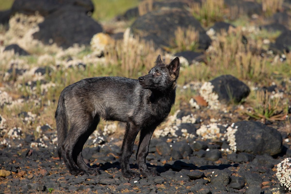 black coastal wolf pup watching geese during a sea wolf tour.