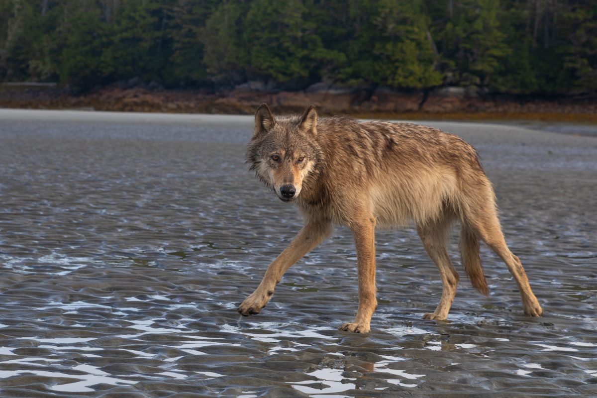 Sea wolf on a beach photographed during a sea wolf tour in the Great Bear Rainforest