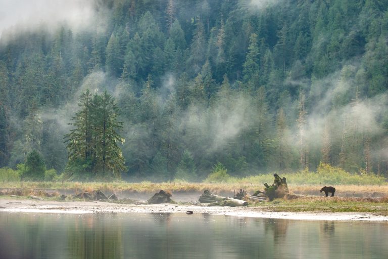 A grizzly bear standing on a log in the mist in an estuary in a coastal fjord in the Great Bear Rainforest