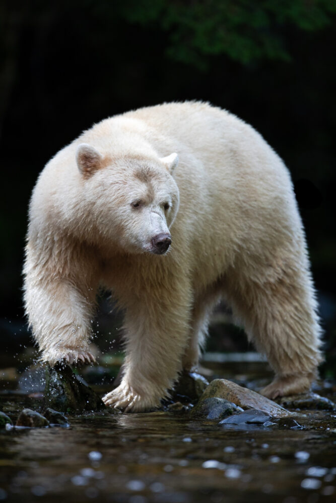 A spirit bear looking for salmon in a river in the Great Bear Rainforest