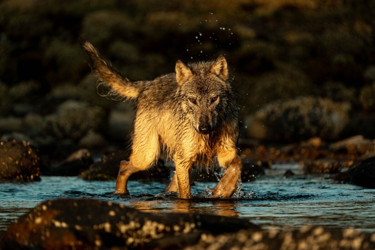 Sea wolf hunting for salmon in a creek in the Great Bear Rainforest.
