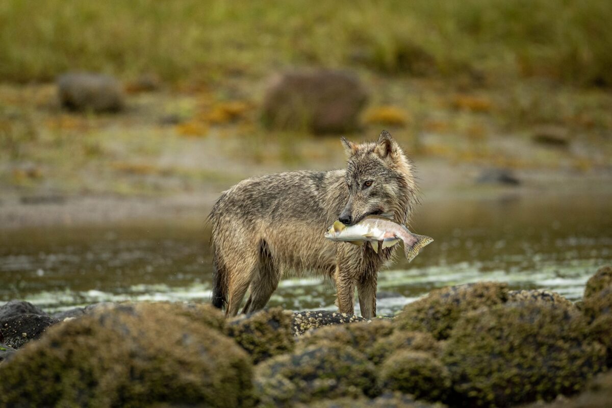 A coastal wolf with a pink salmon in it's jaws, photographed during a coastal wolf tour.
