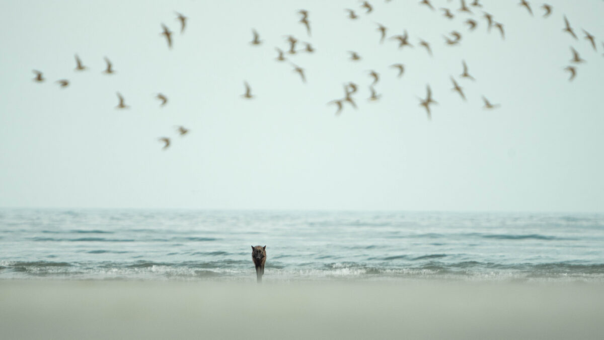 Sea wolf on a beach in the Great Bear Rainforest with flock of shorebirds