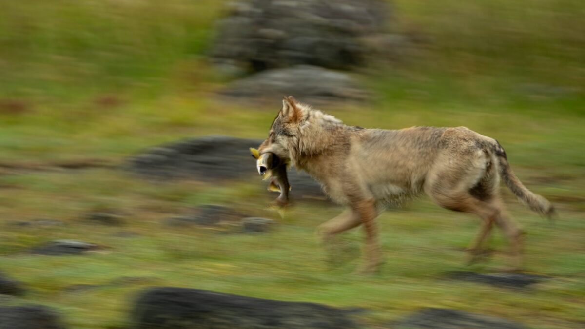 A coastal wolf with a salmon during a sea wolf tour in the Great Bear Rainforest