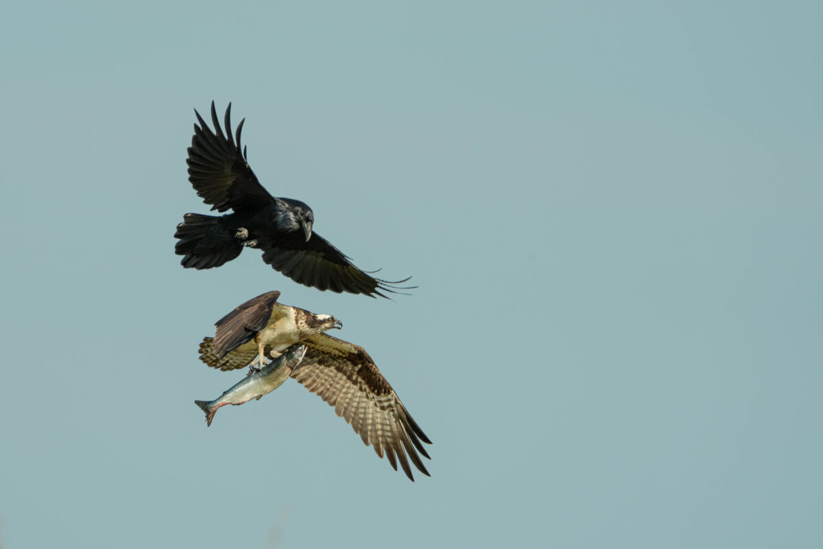 Osprey and raven fighting over salmon in Great Bear Rainforest