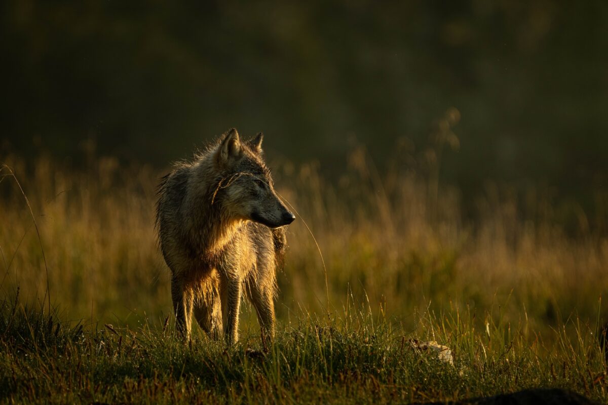 Coastal wolf in grass in evening light during a sea wolf tour
