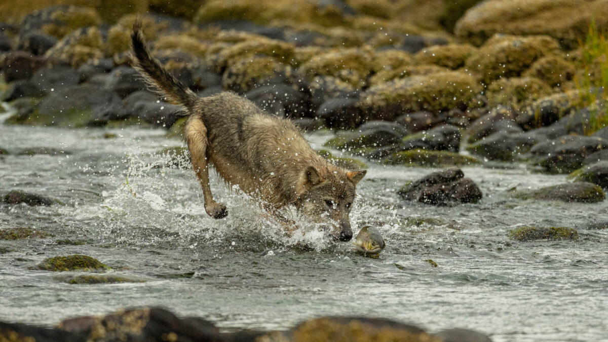 Coastal wolf fishing for salmon during great bear rainforest sea wolf tour