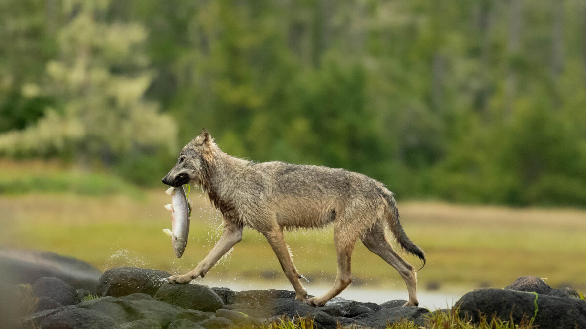 Coastal wolf fishing for salmon in the Great Bear Rainforest.