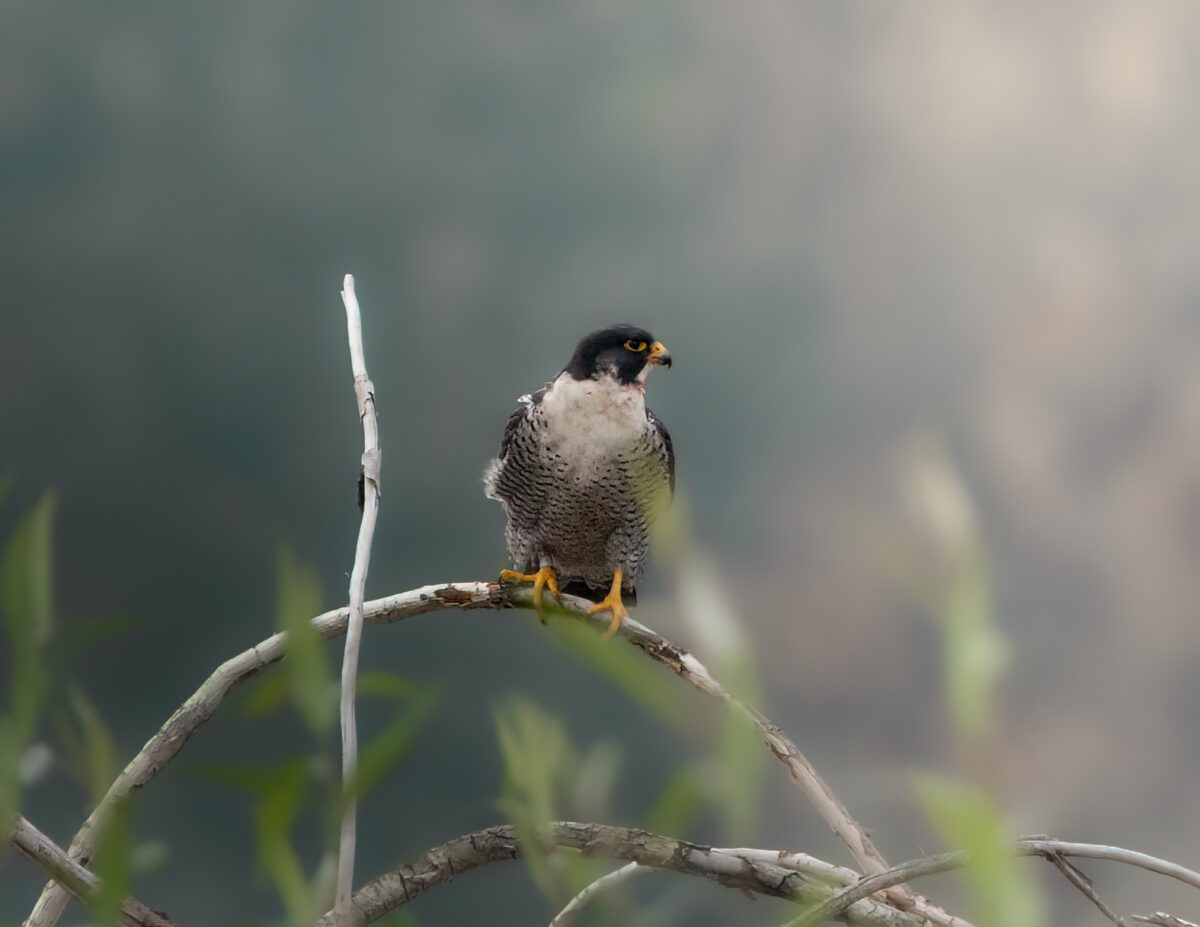 Peregrine falcon on a branch spotted during a coastal wolf expedition