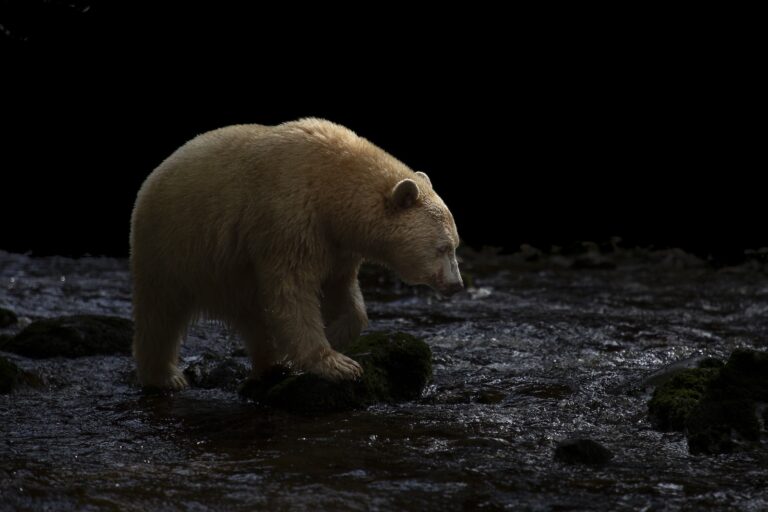 A spirit bear hunting for salmon in the Great Bear Rainforest hunting in ethereal light