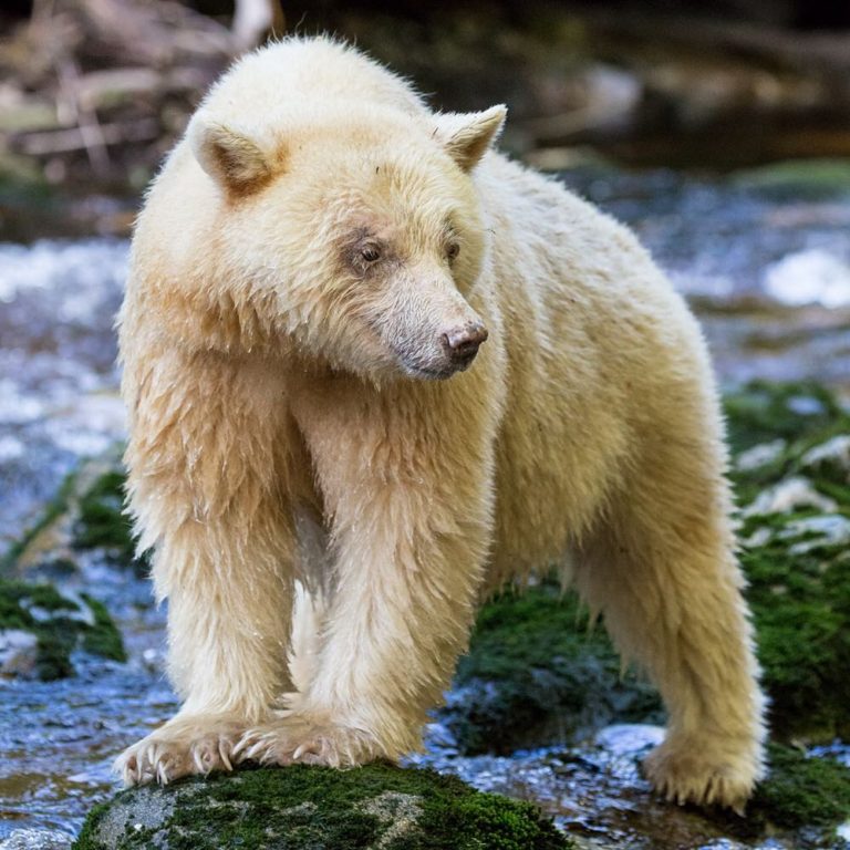 A spirit bear standing on a rock in the Great Bear Rainforest