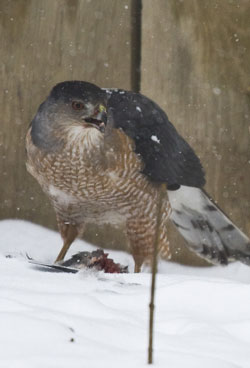 Cooper's Hawk photo by Tim Irvin