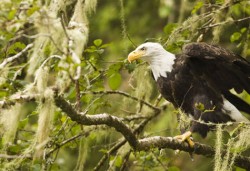 Bald Eagle