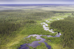 Aerial photo of boreal forest and stream in Ontario's Far North