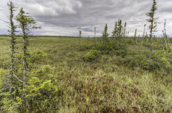 black spruce wetland in Ontario's Far North