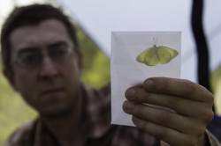 Sulpher butterfly specimen