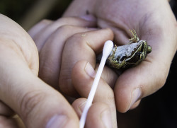 swabbing a wood frog for signs of disease