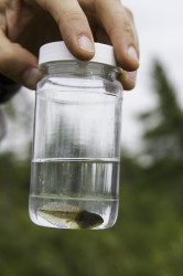 Tadpole specimen in a jar