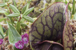 Pitcher plant and labrador tea growing on sphagnum in the Far North of Ontario