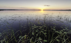 Far North sunset and lily pads