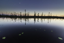 Black spruce reflected in a pond with lily pads at sunset.