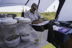 Far North Biodiversity Project specimens