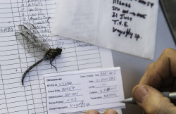 Labelling a dragonfly specimen.