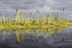 black spruce reflected in a pond in the boreal forest