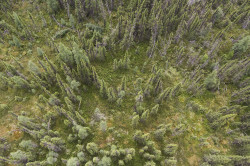 Aerial view of sparse forest of black spruce and tamarack.