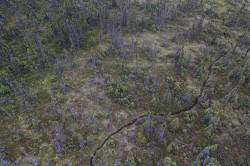 Woodland caribou trail snaking through sphagnum and black spruce the Far North.