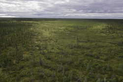 A woodland caribou trail weaves trough a bog in Ontario's Far north