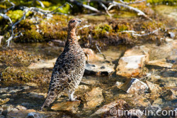 ptarmigan in summer plumage in the Yukon