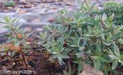 River beauty by a river without flowers