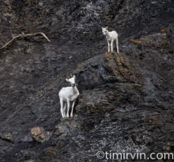 Ewe and Lamb DAll Sheep near a salt lick on the Snake River, Yukon