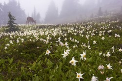 Black-tailed deer and avalanche lilies, Olympic National Park, WA.